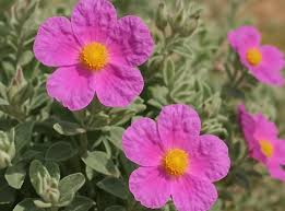Cistus Creticus (Rockrose) Flower seeds for Planting - Perfect for Borders, Heirloom & GMO Free Seeds for Home Garden