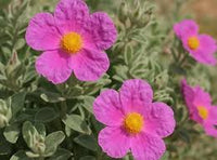 Cistus Creticus (Rockrose) Flower seeds for Planting - Perfect for Borders, Heirloom & GMO Free Seeds for Home Garden
