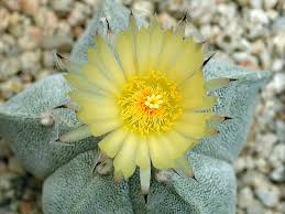 Astrophytum Myriosrigma Flower seeds for Planting - Fragrant Blossoms, Heirloom & GMO Free Seeds for Home Garden