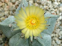 Astrophytum Myriosrigma Flower seeds for Planting - Fragrant Blossoms, Heirloom & GMO Free Seeds for Home Garden