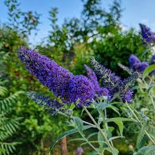 Blue Buddleia Flower Seeds for Planting Seasonal Bloomer Heirloom & GMO Free Seeds for Home Garden
 
 Sale