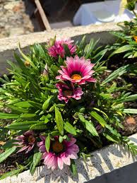 Light Violet Gazania Flower Seeds for Planting Garden Favorite Heirloom & GMO Free Seeds for Home Garden
 
 Sale