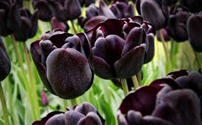 Black Tulip Flower Seeds for Planting