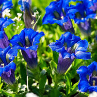 Purple Blue Gentian Flower Seeds – Vibrant Colors Heirloom & NonGMO Seeds for Home Garden
 
 Sale