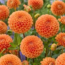 Light Orange Dahlia Flower Seeds for Planting Fragrant Blossoms Heirloom & GMO Free Seeds for Home Garden
 
 Sale