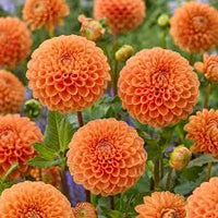 Light Orange Dahlia Flower Seeds for Planting Fragrant Blossoms Heirloom & GMO Free Seeds for Home Garden
 
 Sale