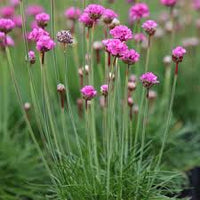 Baby Pink Mini Violet Flower Seeds for Planting Seasonal Bloomer Heirloom & GMO Free Seeds for Home Garden
 
 Sale