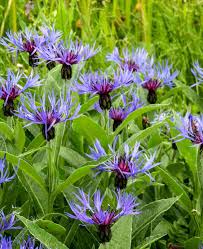 Blue Centaurea Montana Flower seeds for Planting - Fragrant Blossoms, Heirloom & GMO Free Seeds for Home Garden