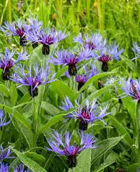 Blue Centaurea Montana Flower seeds for Planting - Fragrant Blossoms, Heirloom & GMO Free Seeds for Home Garden