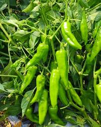 Pepperoncini Vegetable Seeds Ideal for Home Planting
