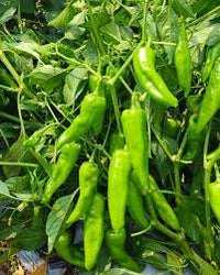 Pepperoncini Vegetable Seeds  Ideal for Home Planting
