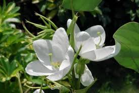 White Racemosa Flower seeds for Planting - Premium Quality, Heirloom & GMO Free Seeds for Home Garden