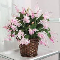Light Pink Schlumbergera Flower seeds for Planting - Wildflower Mix, Heirloom & GMO Free Seeds for Home Garden