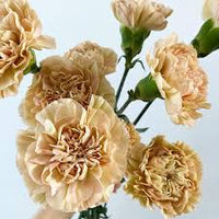 Brown White Carnation Flower seeds for Planting Garden Favorite Heirloom & GMO Free Seeds for Home Garden