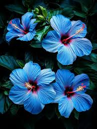 Blue Hibiscus Flower seeds for Planting Bright Blossoms Heirloom & GMO Free Seeds For Home Garden 
 
 Sale