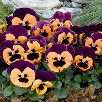 Orange Violet Pansy Flower seeds for Planting - Compact Growth, Heirloom & GMO Free Seeds for Home Garden