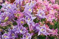 Aquilegia Flower Seeds for Planting - Light Blue & Pink