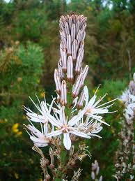 Heirloom Asphodelus Albus Flower seeds for Planting Pollinator Friendly Heirloom & GMO Free Seeds for Home Garden