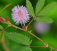 Heirloom Mimosa Pudica Flower seeds for Planting Perfect for Borders Heirloom & GMO Free Seeds for Home Garden