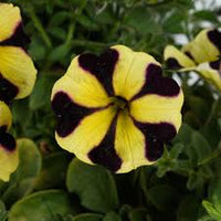 Black Yellow Petunia Flower seeds for Planting Perfect for Borders Heirloom & GMO Free Seeds for Home Garden
