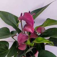 Lavender Anthurium Flower seeds for Planting - Wildflower Mix, Heirloom & GMO Free Seeds for Home Garden