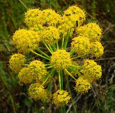 Yellow Heracleum Plant Seeds Planting