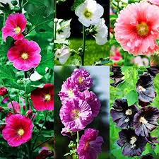 Hollyhock Mix Seeds for Planting  Vibrant Flower Garden Blooms