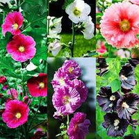 Hollyhock Mix Seeds for Planting  Vibrant Flower Garden Blooms