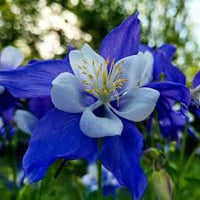 Blue Aquilegia Flower seeds for Planting - Compact Growth, Heirloom & GMO Free Seeds for Home Garden