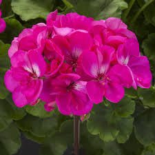 Pelargonium Dark Pink Flower Seeds Easy-to-Grow Annual for Garden