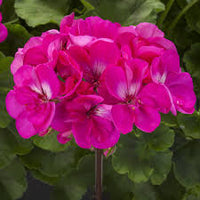 Pelargonium Dark Pink Flower Seeds  Easy-to-Grow Annual for Garden