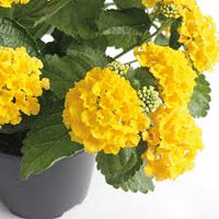 Light Yellow Lantana Flower seeds for Planting Garden Favorite Heirloom & GMO Free Seeds for Home Garden