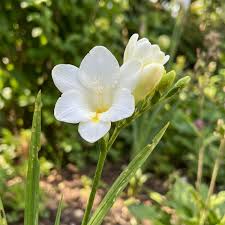 Freesia Flower seeds for Planting Drought Tolerant Heirloom & GMO Free Seeds for Home Garden