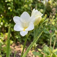 Freesia Flower seeds for Planting Drought Tolerant Heirloom & GMO Free Seeds for Home Garden