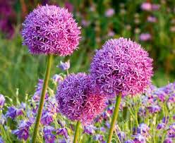 Purple Crown Imperial Flower seeds for Planting Cottage Garden Essential Heirloom & GMO Free Seeds for Home Garden