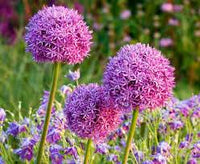 Purple Crown Imperial Flower seeds for Planting Cottage Garden Essential Heirloom & GMO Free Seeds for Home Garden