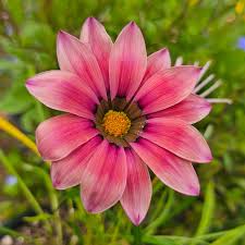 Pink Gazania Rigens Flower seeds for Planting - Easy to Grow, Heirloom & GMO Free Seeds for Home Garden
