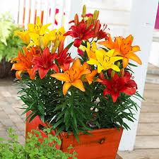 Lilium Mix Planting Seeds - Vibrant Garden Blooms for Spring & Fall