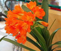 Lily Clivia Flower seeds for Planting - Shade Tolerant, Heirloom & GMO Free Seeds for Home Garden
