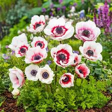 Pink White Anemone Flower Seeds for Planting Colorful Display Heirloom & GMO Free Seeds for Home Garden
 
 Sale