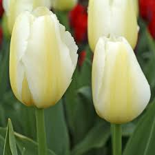 Yellow White Tulip Flower Seeds for Planting