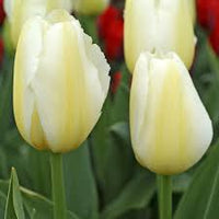 Yellow White Tulip Flower Seeds for Planting