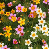Mix Leptosiphon Flower seeds for Planting - Low Maintenance, Heirloom & GMO Free Seeds for Home Garden