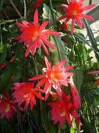 Red Epiphyllum Flower Seeds Flower seeds for Planting Premium Quality Heirloom & GMO Free Seeds for Home Garden