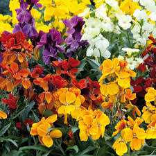 Mixed Erysimum Flower seeds for Planting - Shade Tolerant, Heirloom & GMO Free Seeds for Home Garden