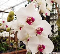 Pink White Orchid Flower Seeds – Compact Growth Heirloom & NonGMO for Home Garden
 
 Sale