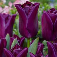 Dark Purple Tulip Flower Seeds for Planting Bright Blooms Heirloom & GMO Free Seeds for Home Garden
 
 Sale