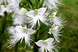 Egret Orchid Seeds for Planting  Create a Stunning Garden Display