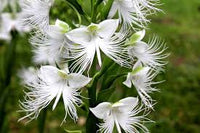 Egret Orchid Seeds for Planting  Create a Stunning Garden Display