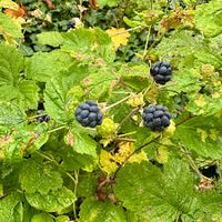 Dewberry Fruit Seeds for Planting - Grow Juicy Berries at Home
